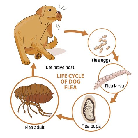 where do fleas live.